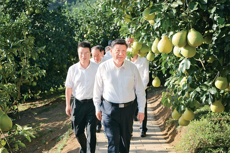 　　2025年11月7日至8日，中共中央總書記、國家主席、中央軍委主席習(xí)近平在廣東考察。這是7日下午，習(xí)近平在梅州市梅縣區(qū)雁洋鎮(zhèn)南福金柚種植基地考察。